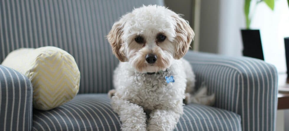 Is It Okay To Buy A 12 Week Old Puppy?