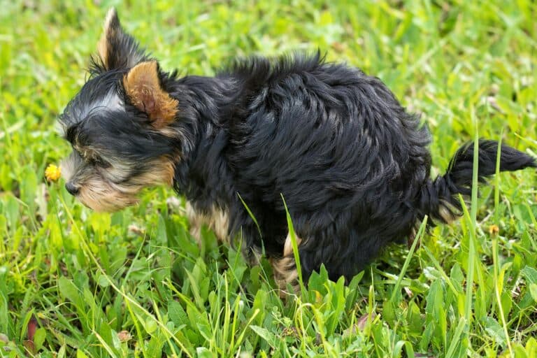 What Age Should Puppies Be Toilet Trained?