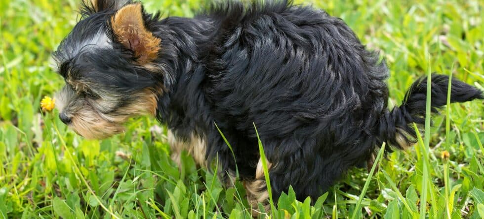 What Age Should Puppies Be Toilet Trained?