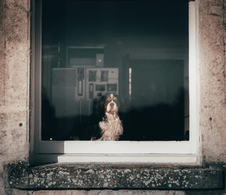 What Dog Breeds Can Be Left Alone?