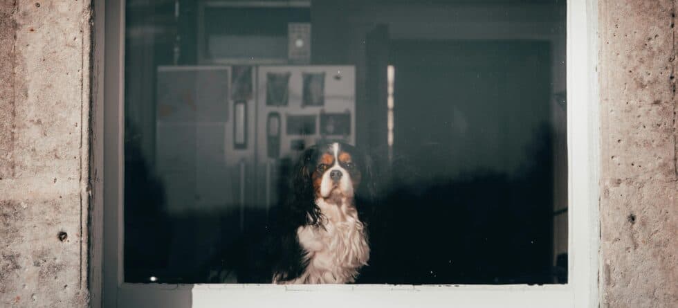 What Dog Breeds Can Be Left Alone?