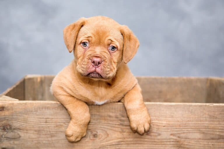 What Is The Best Age To Buy A Puppy?