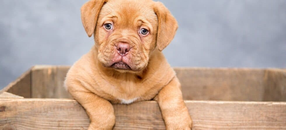 What Is The Best Age To Buy A Puppy?