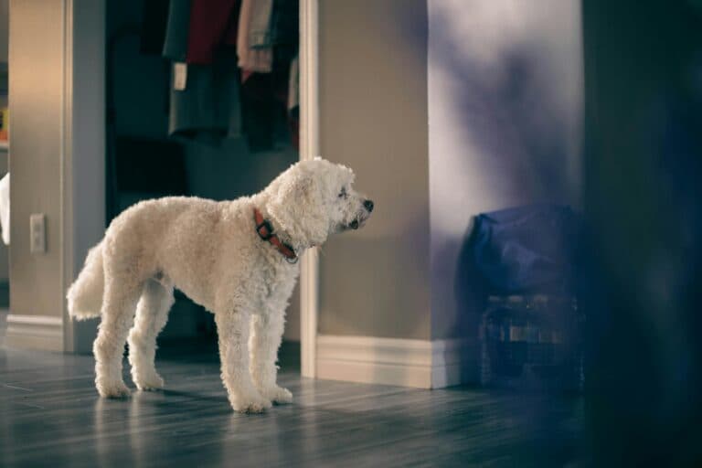 When Should A Puppy Be Allowed To Roam The House?