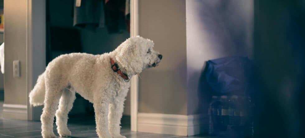 When Should A Puppy Be Allowed To Roam The House?