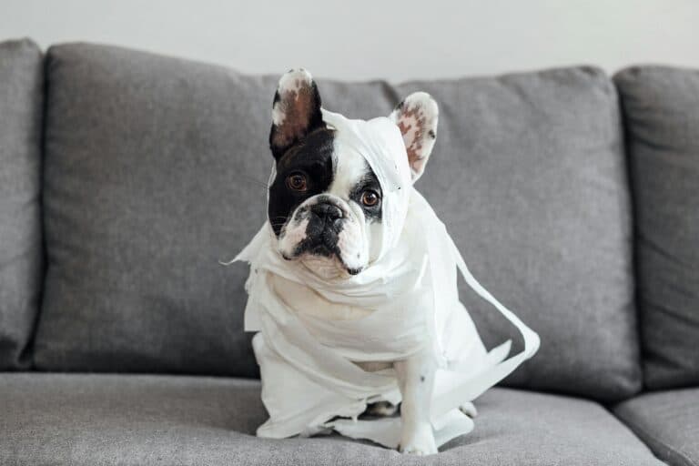 Why Is My 14-week-old Puppy Still Peeing In The House?