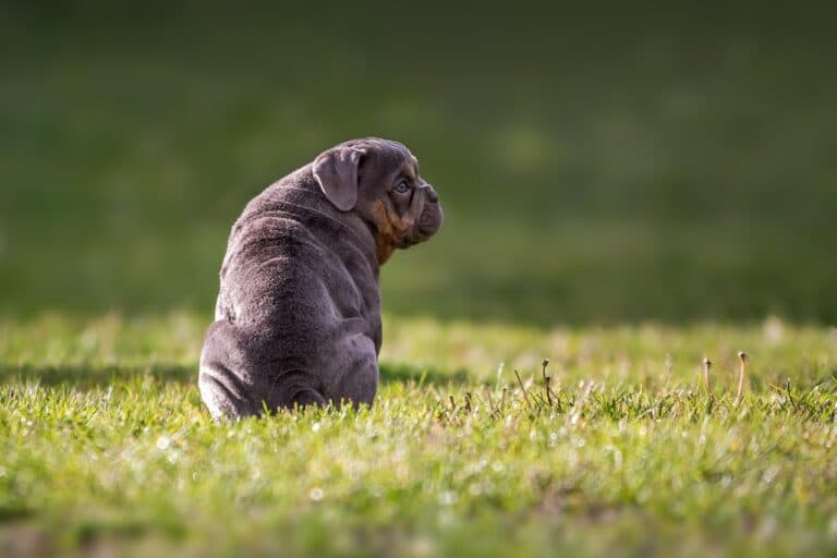 Can I Take My 8 Week Old Puppy Outside To Pee?
