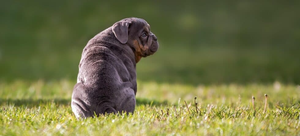 Can I Take My 8 Week Old Puppy Outside To Pee?