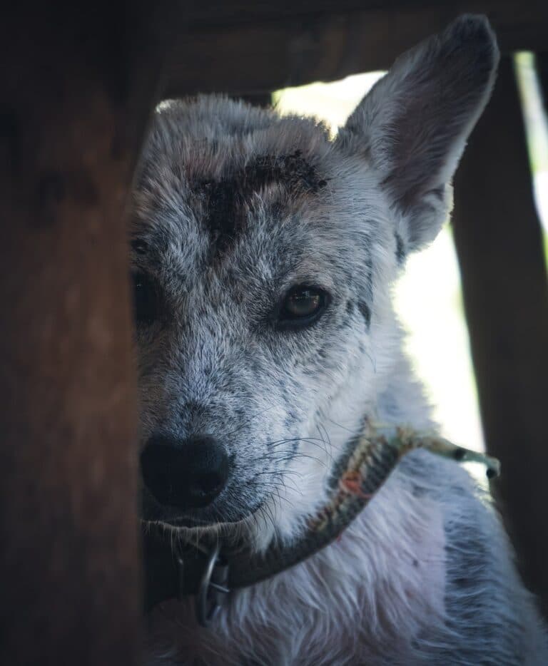 How Can You Tell A Puppy Is From A Puppy Mill?
