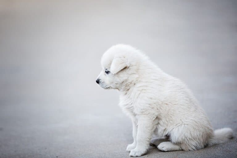 How Long Can A Puppy Be Left Alone?