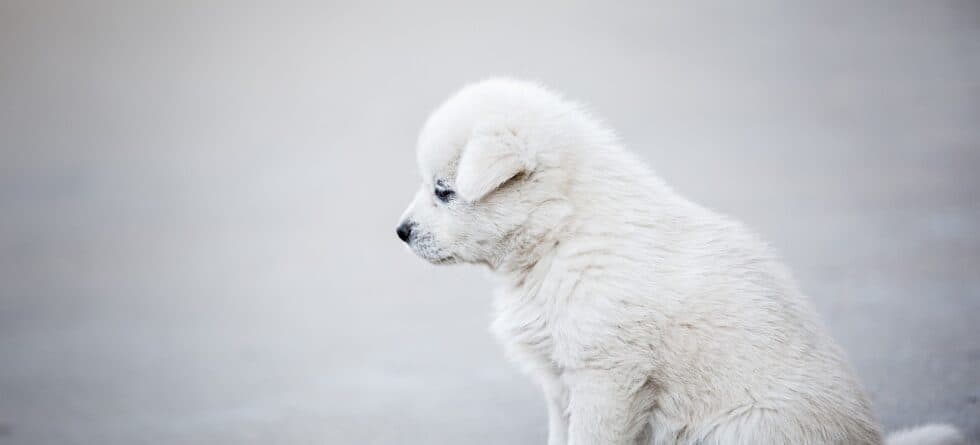 How Long Can A Puppy Be Left Alone?