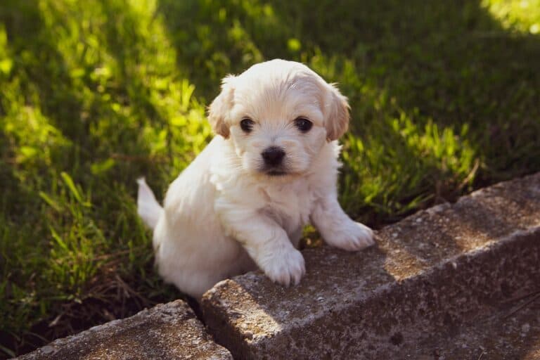 How To Check A Puppy Before Buying?