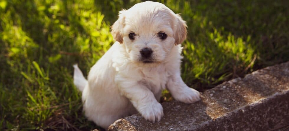 How To Check A Puppy Before Buying?