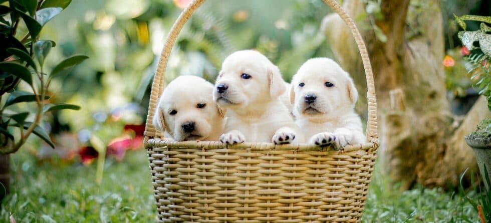 How To Pick The Best Puppy Out Of A Litter?