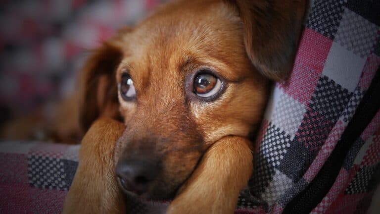 Is It Cruel To Leave A Dog Alone For 10 Hours?
