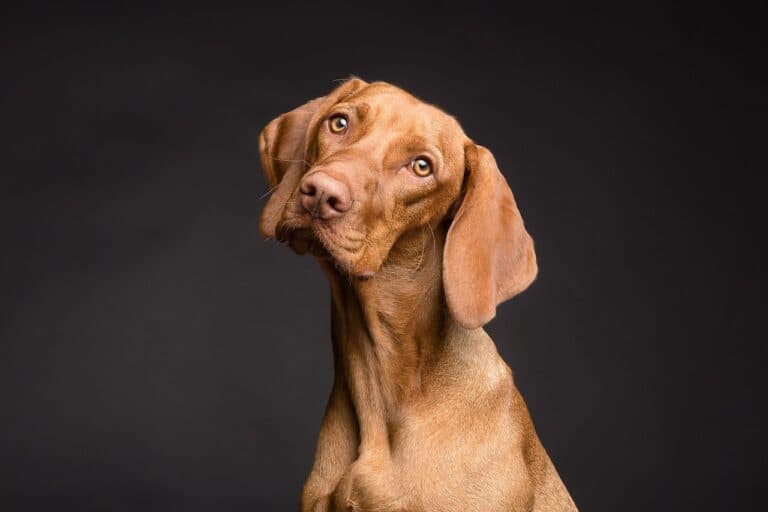 Is It Okay To Buy Puppies From Amish?