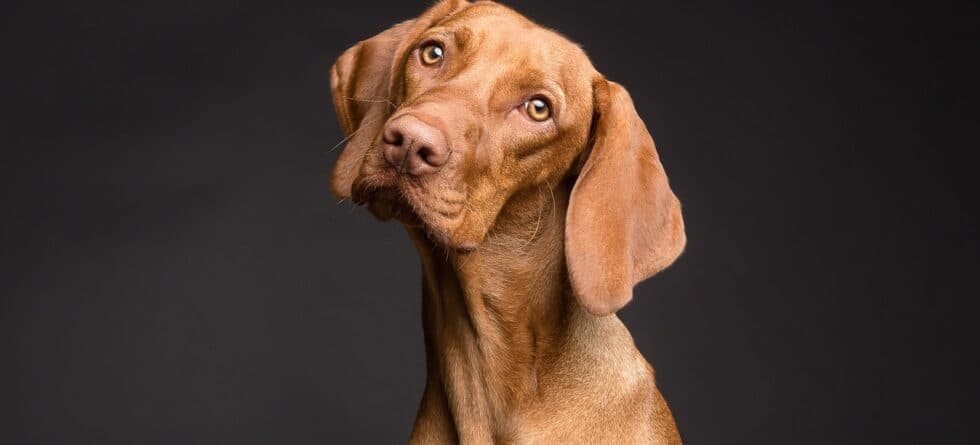 Is It Okay To Buy Puppies From Amish?