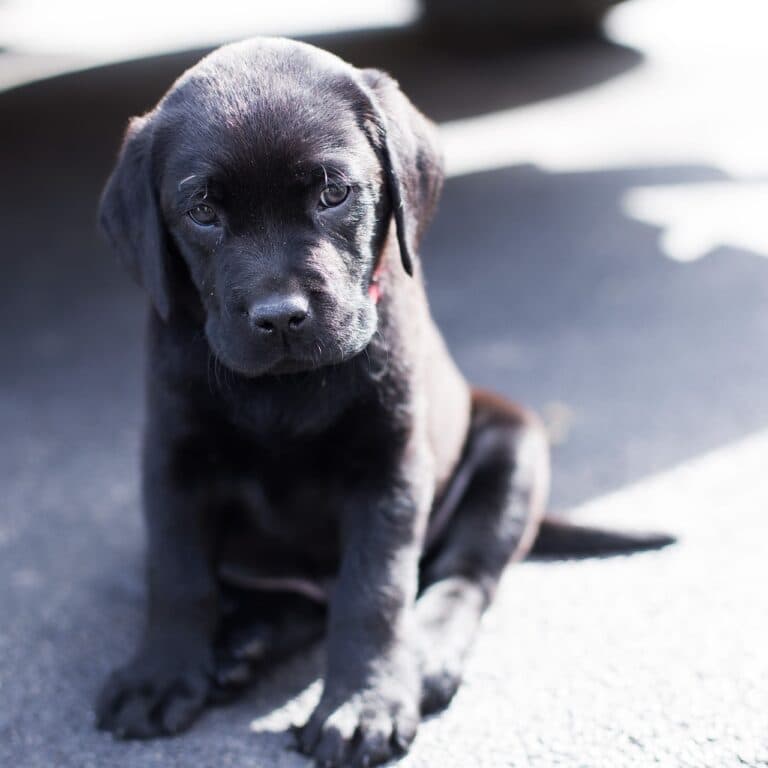 What Do Puppy Mills Do With Unsold Puppies?