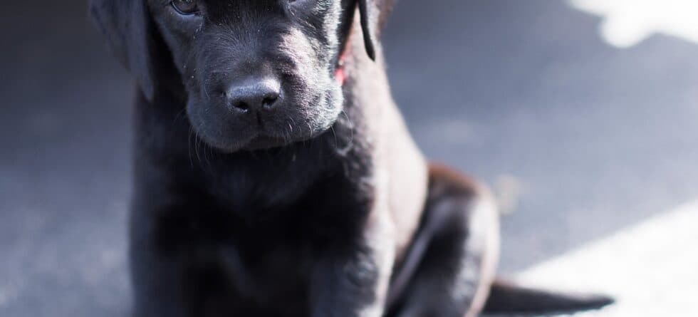 What Do Puppy Mills Do With Unsold Puppies?