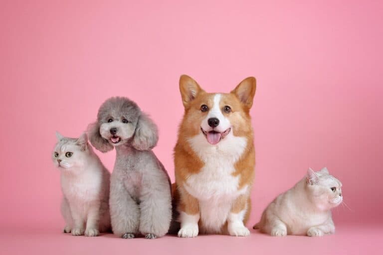 What Is The Best First Puppy To Get?