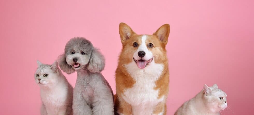 What Is The Best First Puppy To Get?