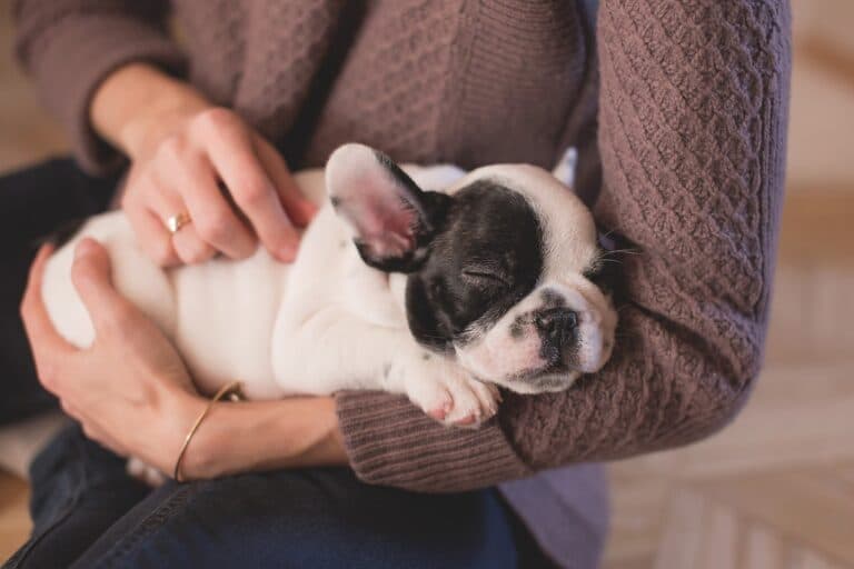 What Not To Do When Bringing A Puppy Home?