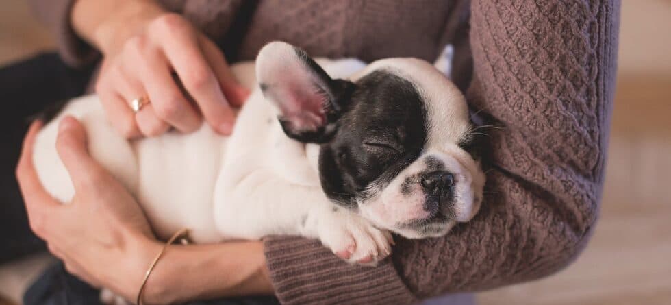 What Not To Do When Bringing A Puppy Home?