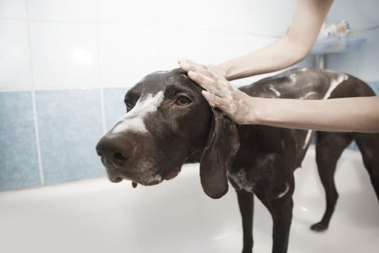 When Can Puppies Get Their First Bath?