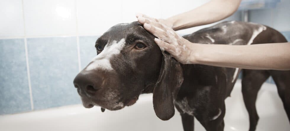 When Can Puppies Get Their First Bath?