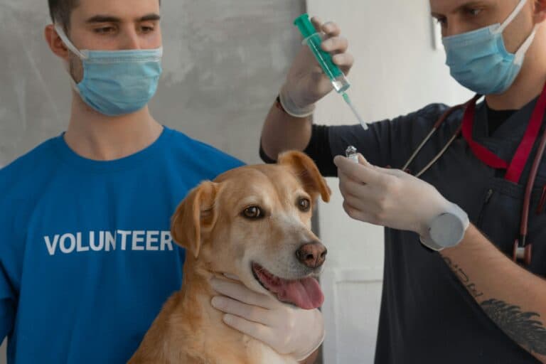 When Should Puppies Get Their First Shots?