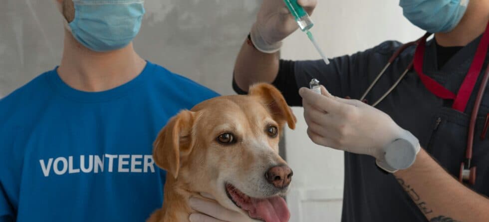 When Should Puppies Get Their First Shots?