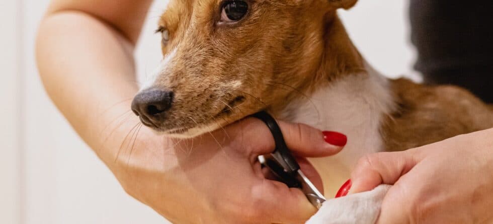 At What Age Do Puppies Bond With Their Owners?