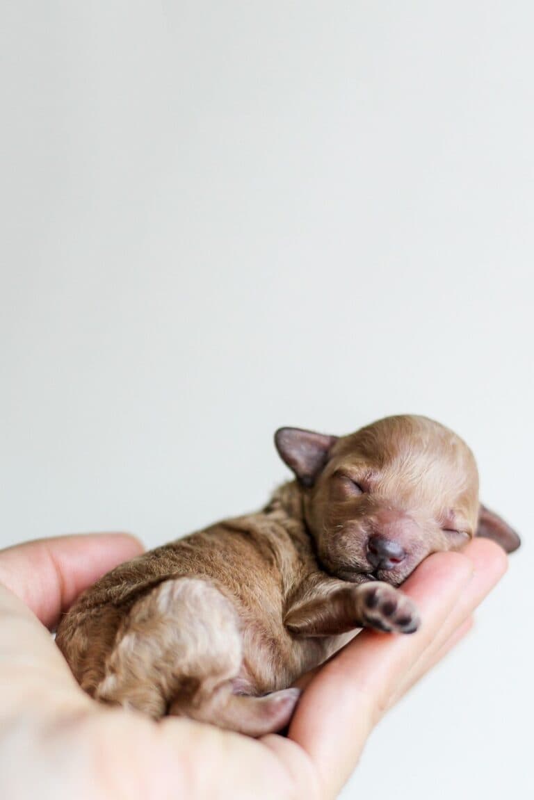 Can An 8 Week Old Puppy Sleep Through The Night?