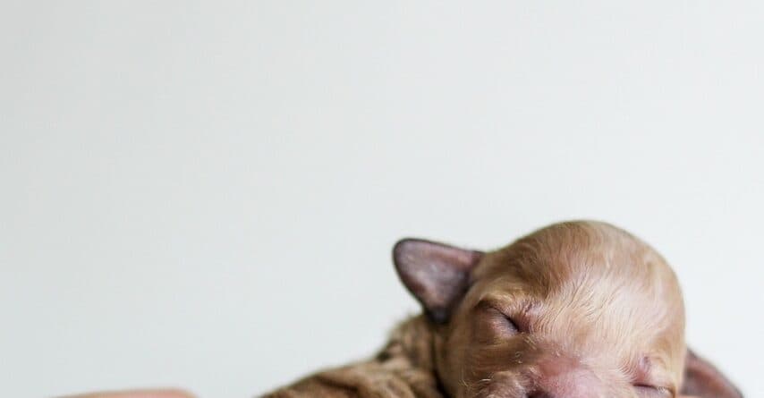 Can An 8 Week Old Puppy Sleep Through The Night?