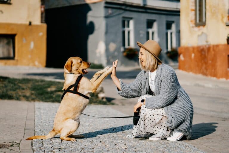 Can You Have A Dog If You Work 9’5″?