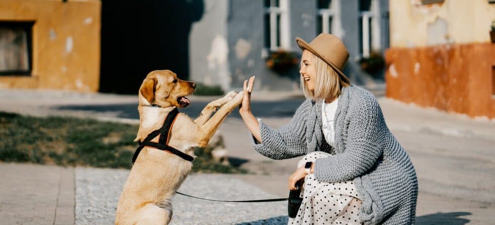 Can You Have A Dog If You Work 9’5″?