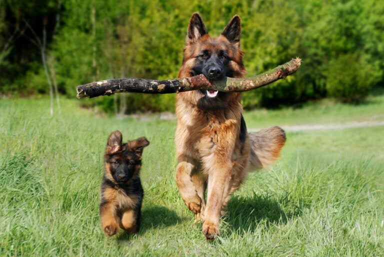 Do You Want The Biggest Puppy In The Litter?