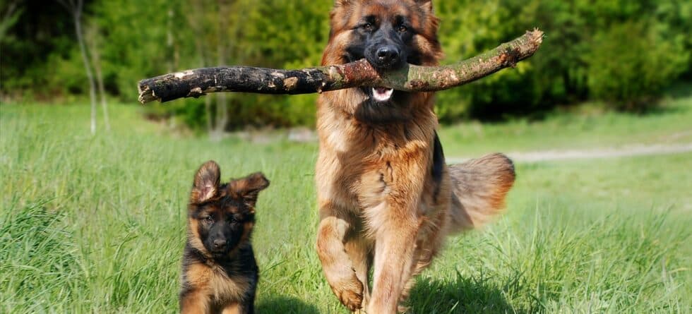 Do You Want The Biggest Puppy In The Litter?