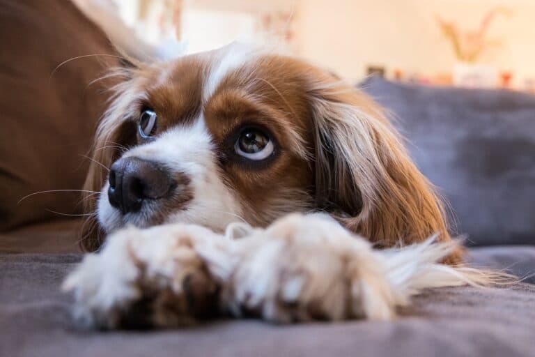 Should I Get A Dog If I Work 10 Hours A Day?