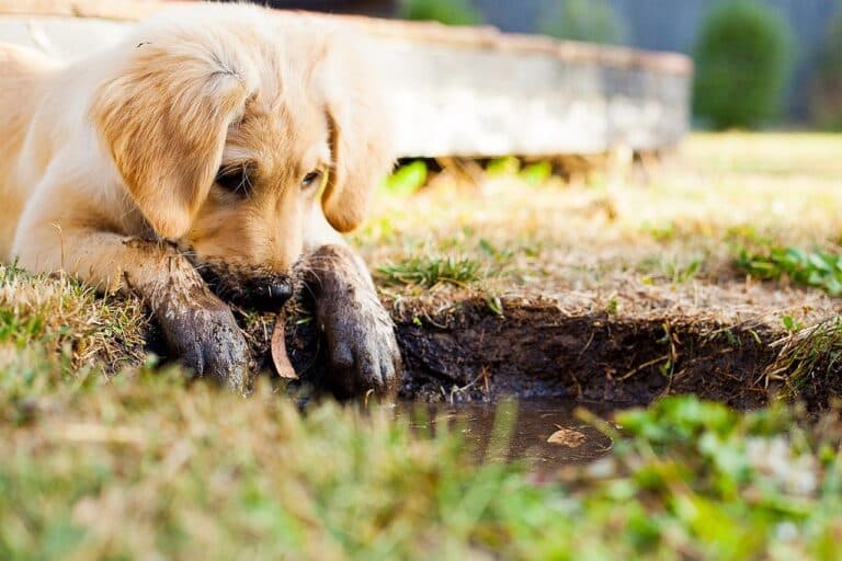 What Is Puppy Blues?