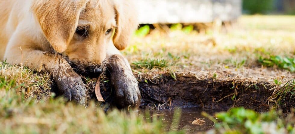 What Is Puppy Blues?