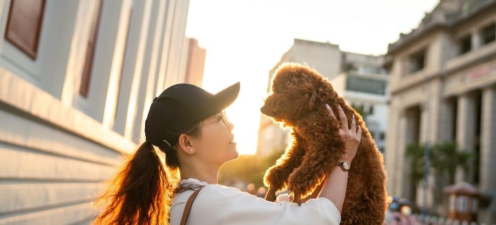 What Is The Safest Way To Get A Puppy?