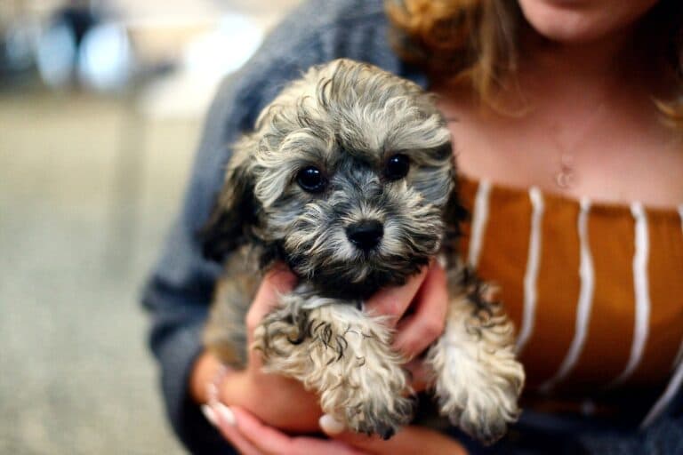 What To Look For When Meeting A Puppy?
