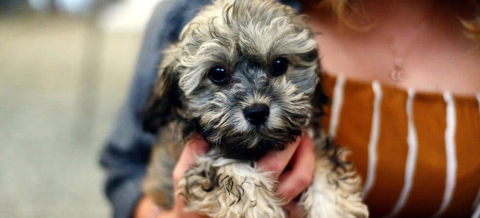 What To Look For When Meeting A Puppy?