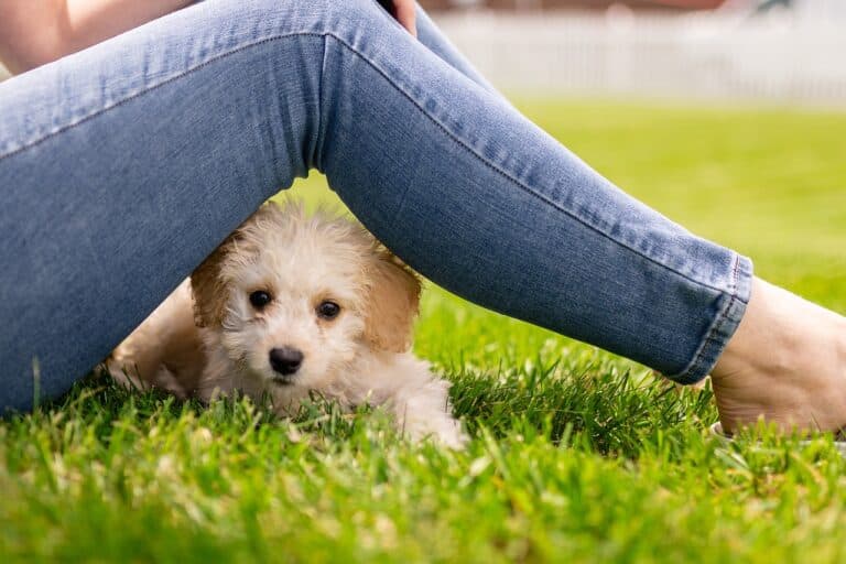 Where Is The Best Place To Get Puppies From?