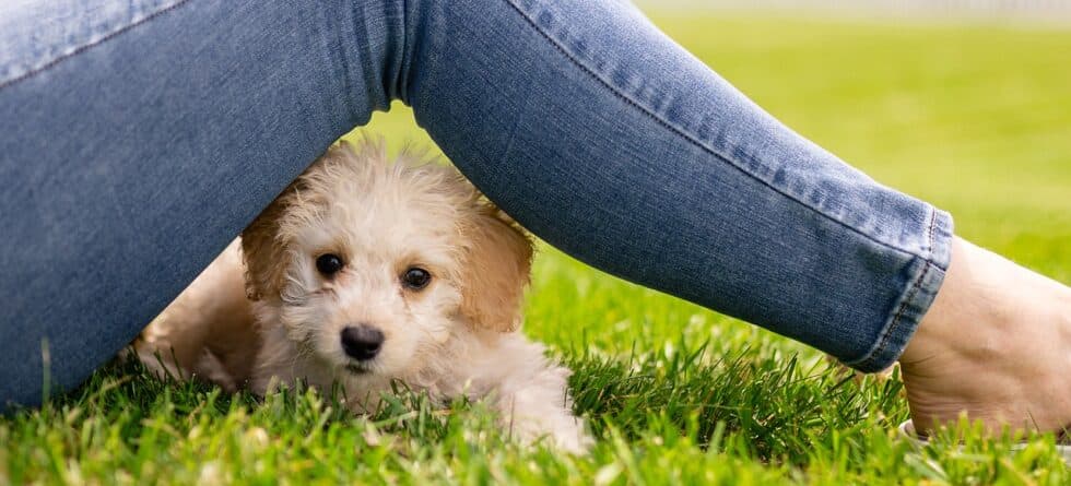 Where Is The Best Place To Get Puppies From?