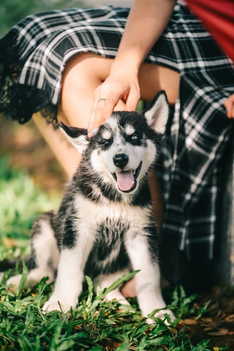 Can A Puppy Leave Its Mother At 6 Weeks Old?