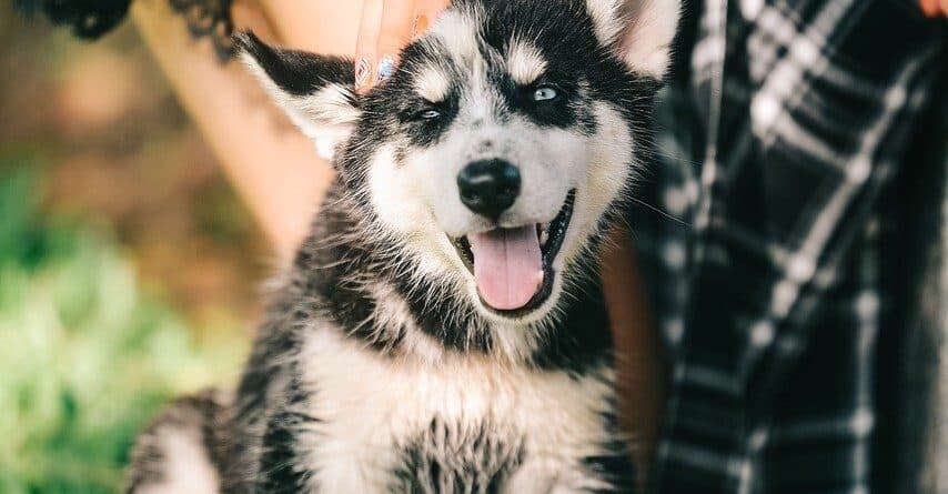Can A Puppy Leave Its Mother At 6 Weeks Old?