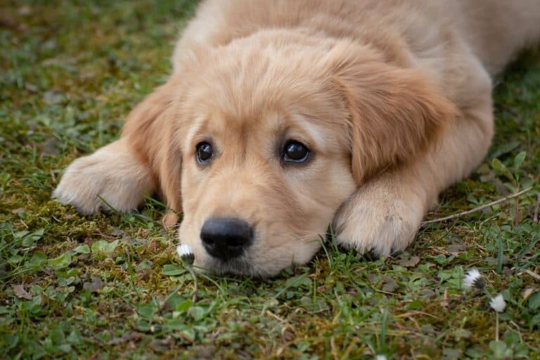 Is It Bad To Buy A Puppy From A Puppy Store?