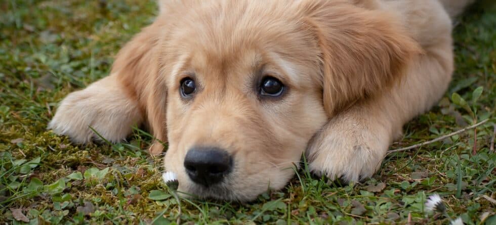 Is It Bad To Buy A Puppy From A Puppy Store?